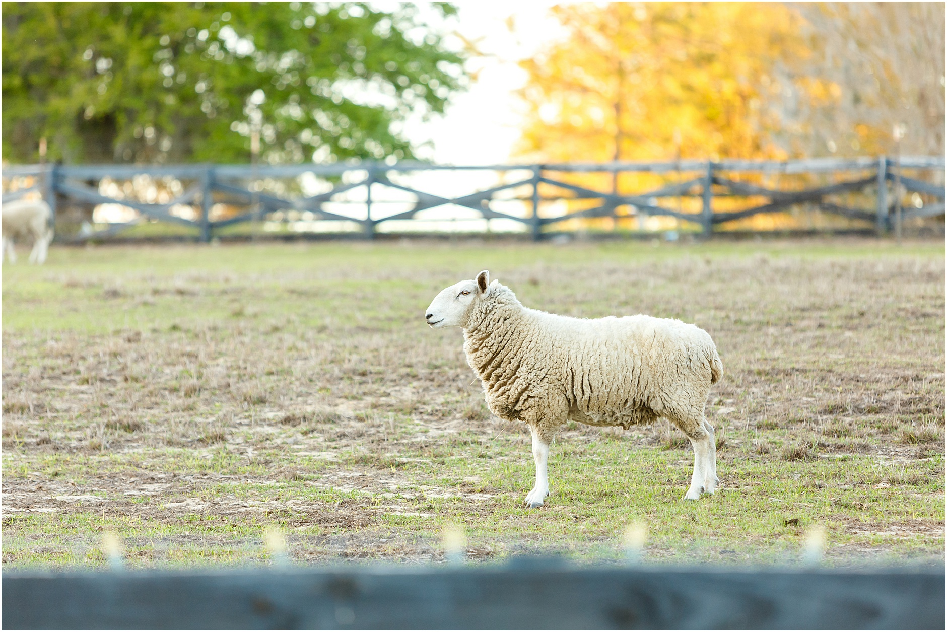 Cottom Farm Wedding Central Florida Wedding Photographer