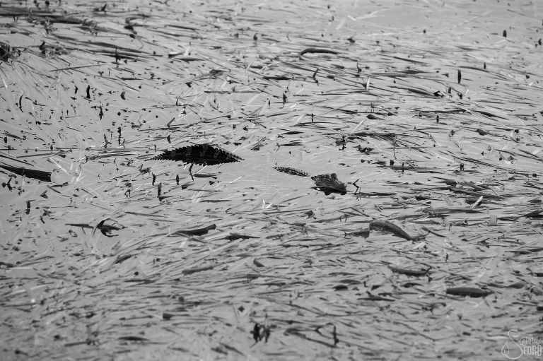 Florida photographer,Orlando Wedding Photographer,Tavares Pavilion Wedding,Tavares Photographer,