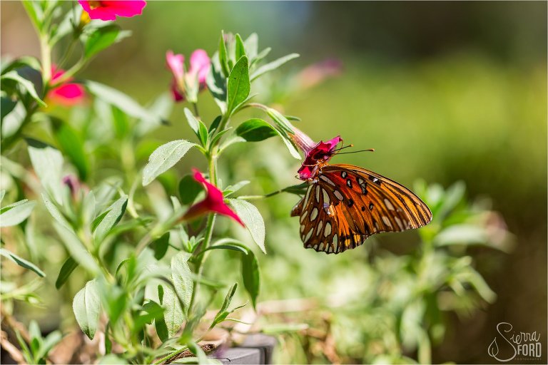 Butterfly lands on blooming flowers
