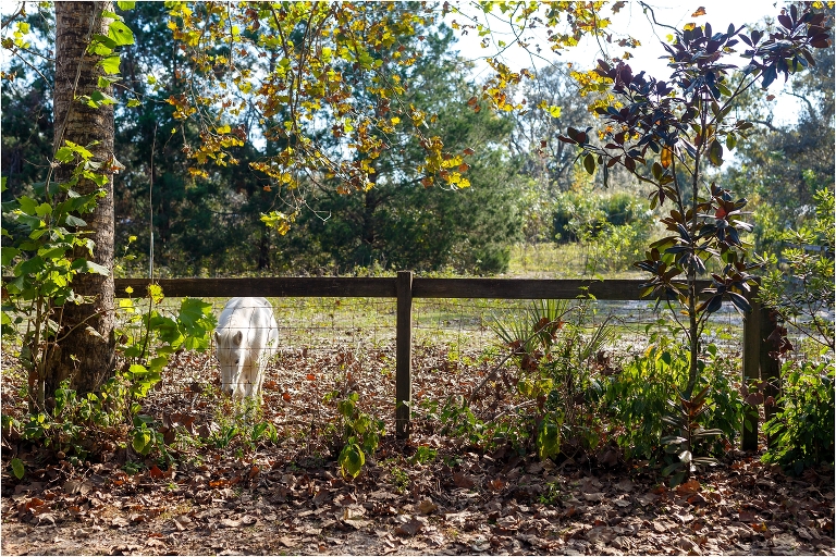 horse-at-wedding-venue-sierra-ford-photography