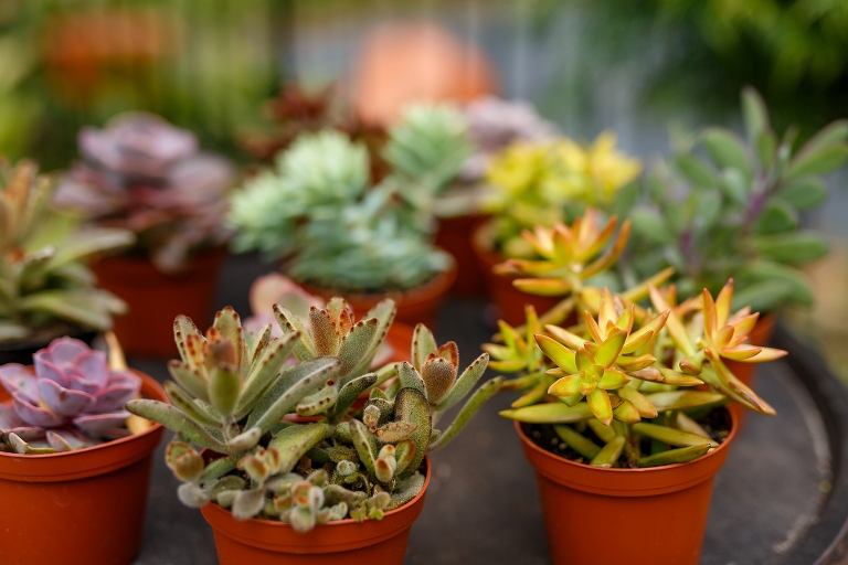 adorable succulent plants provide the perfect accent decor for their DIY garden wedding