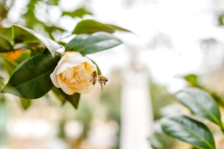 bees hanging out on one of Harmony Garden's carefully cultivated rose bushes