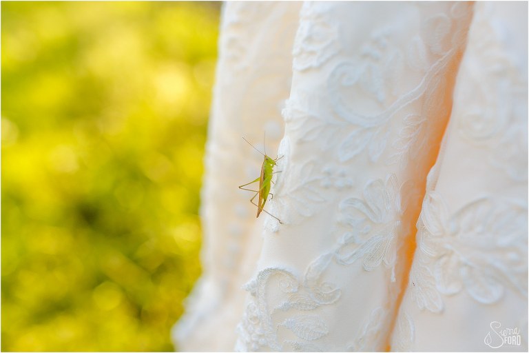 grasshopper hitches ride on bride's dress at Central Florida winery wedding
