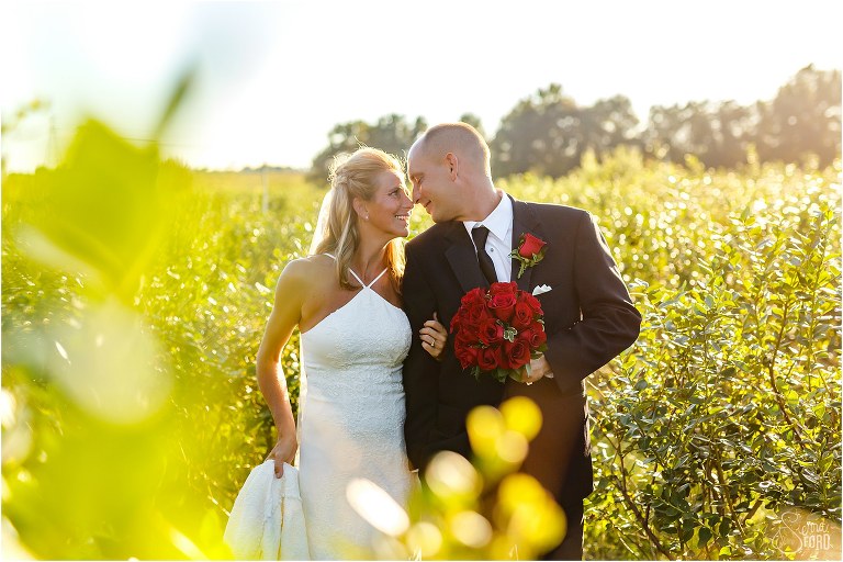 bride & groom nuzzle as sun shines through rows of blueberry bushes at Central Florida winery wedding