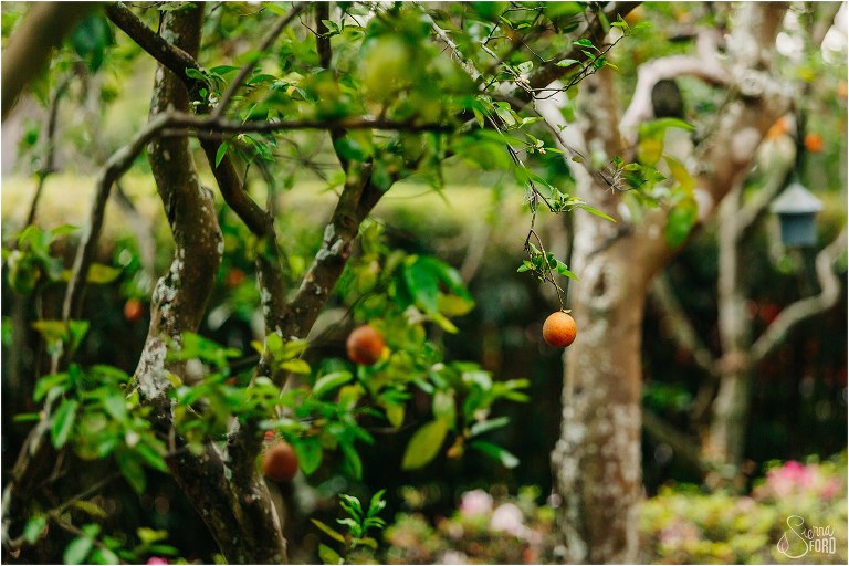citrus trees line the property at their Town Manor wedding