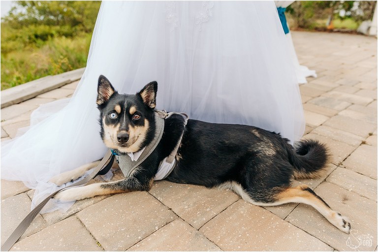dog groomsman lays down on bride's dress at River House wedding