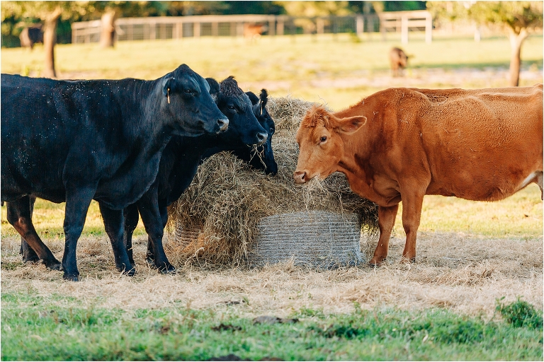 Sierra Ford Photography,