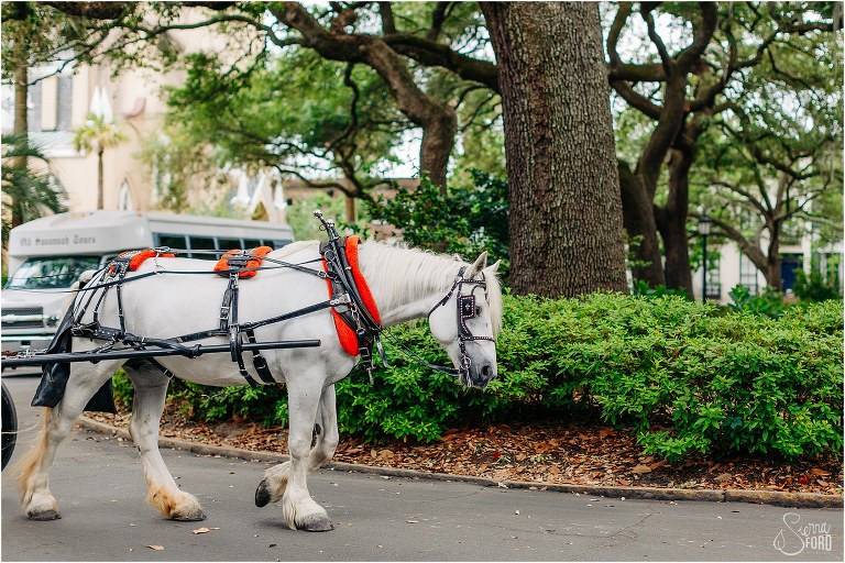 a horse drawn carriage rolls through Monterey Square after Savannah elopement