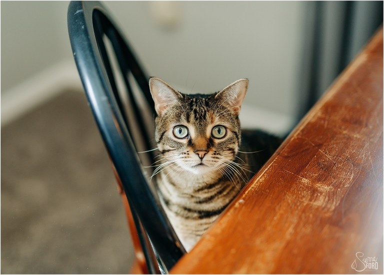 bride's cat helps her get ready for her DIY Florida Barn Wedding