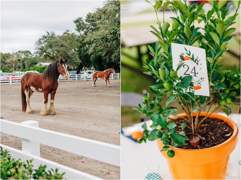 left, horses graze in their pasture, right, orange trees used as centerpieces at Horsepower Ranch wedding
