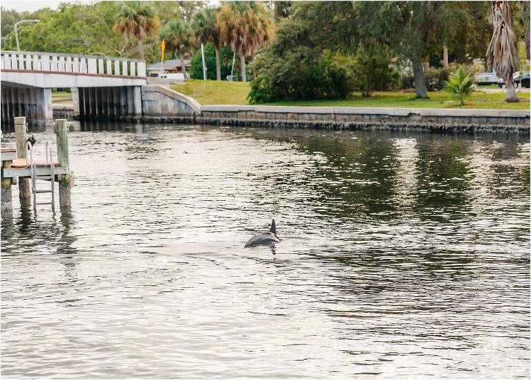 dolphin plays in river before St. Pete backyard wedding