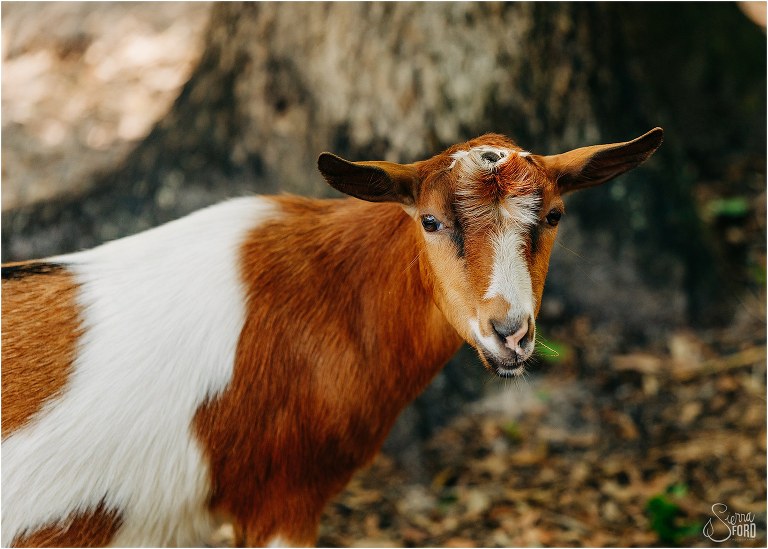 neighborhood goat says hello at Bridle Oaks wedding