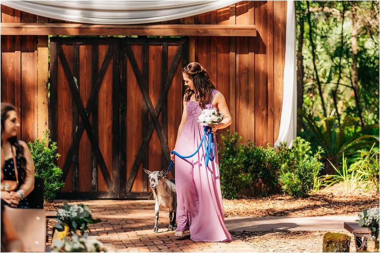 bridesmaid escorted down the aisle by a goat at Bridle Oaks wedding